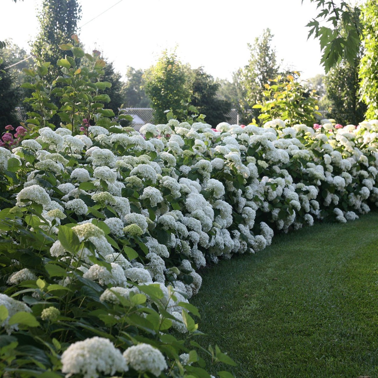 Obrázok Hortenzia stromčekovitá (Hydrangea arborescens) 'STRONG ANNABELLE' Proven Winner® - výška 30-50 cm, kont. C3L